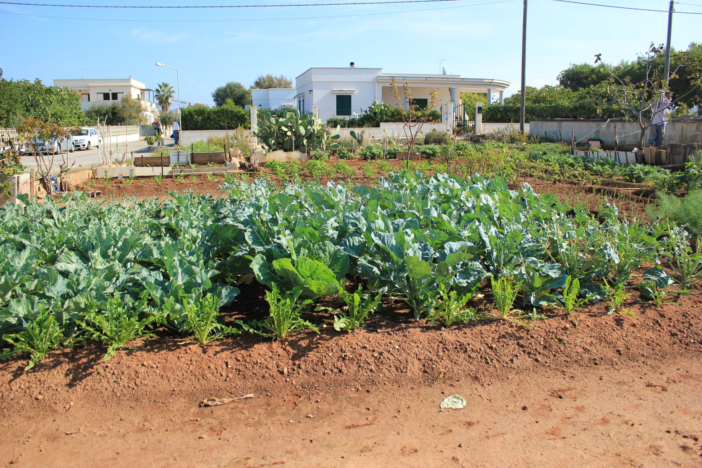 ostuni - mare - terreno - land for sale