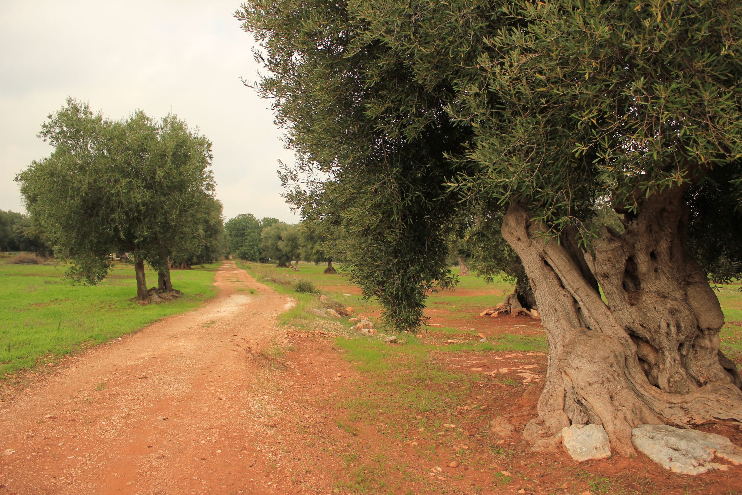 oliveto secolare - for sale - secular olive grove - puglia 